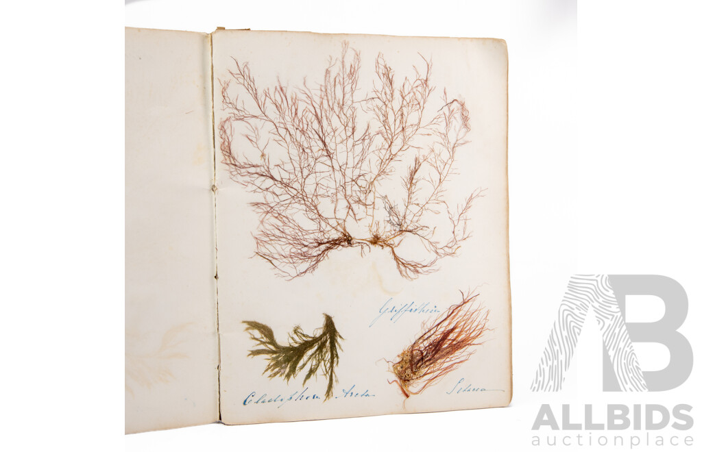 Hand-Collected Vintage Seaweed Collection Housed in a Hand-Made Paper Booklet, 27 X 22 Cm