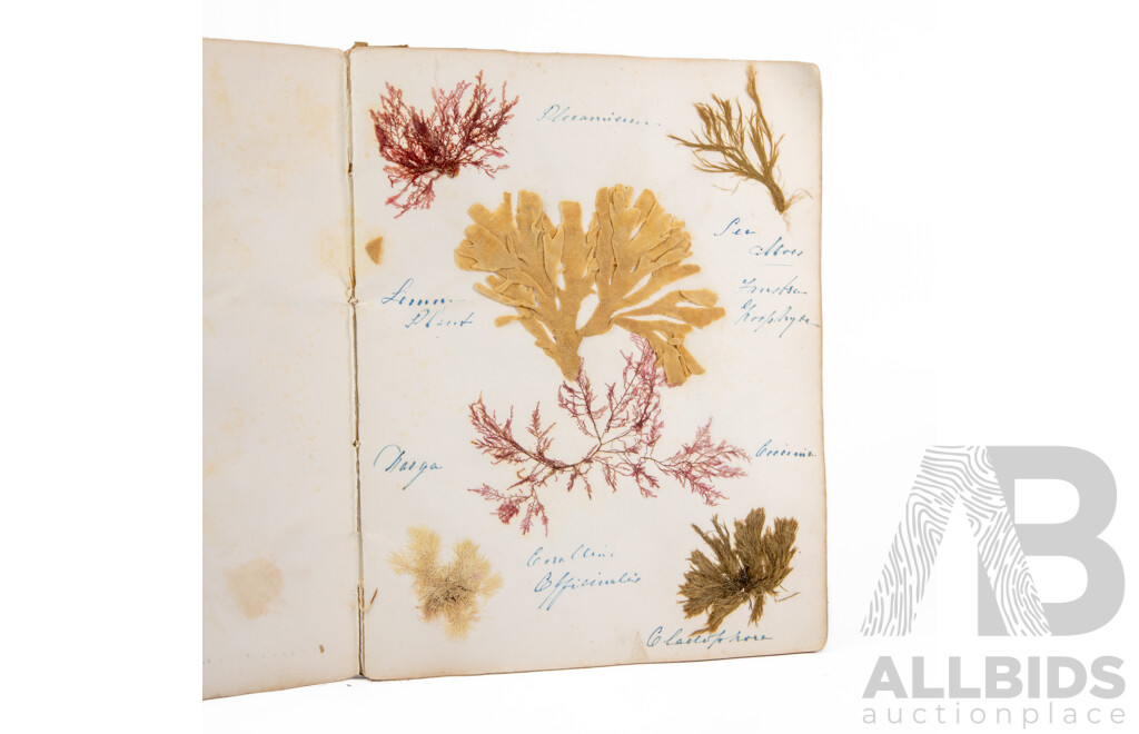 Hand-Collected Vintage Seaweed Collection Housed in a Hand-Made Paper Booklet, 27 X 22 Cm