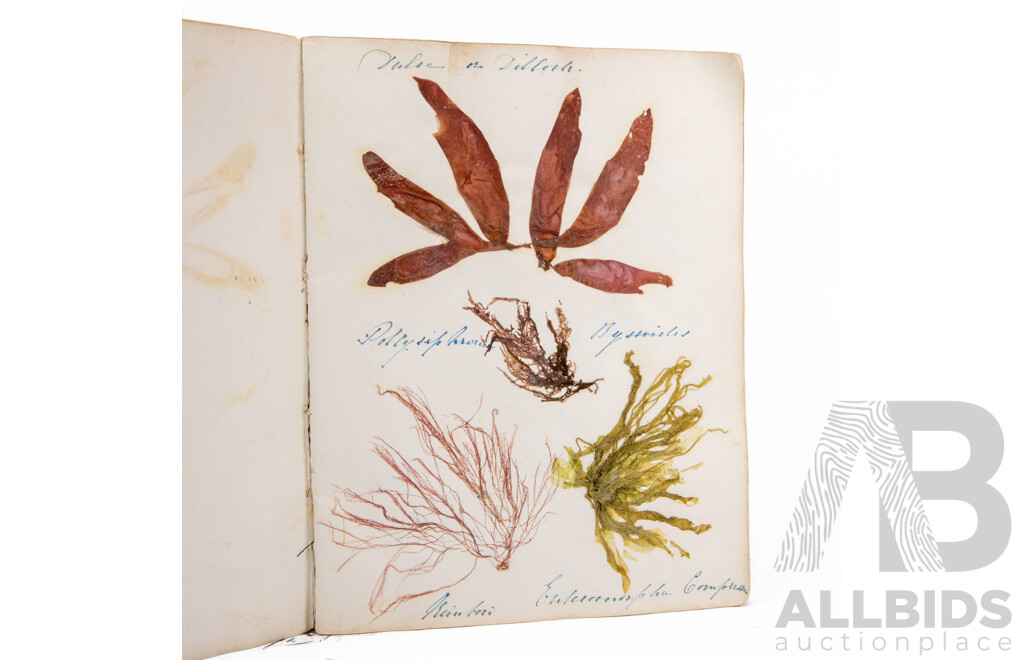 Hand-Collected Vintage Seaweed Collection Housed in a Hand-Made Paper Booklet, 27 X 22 Cm