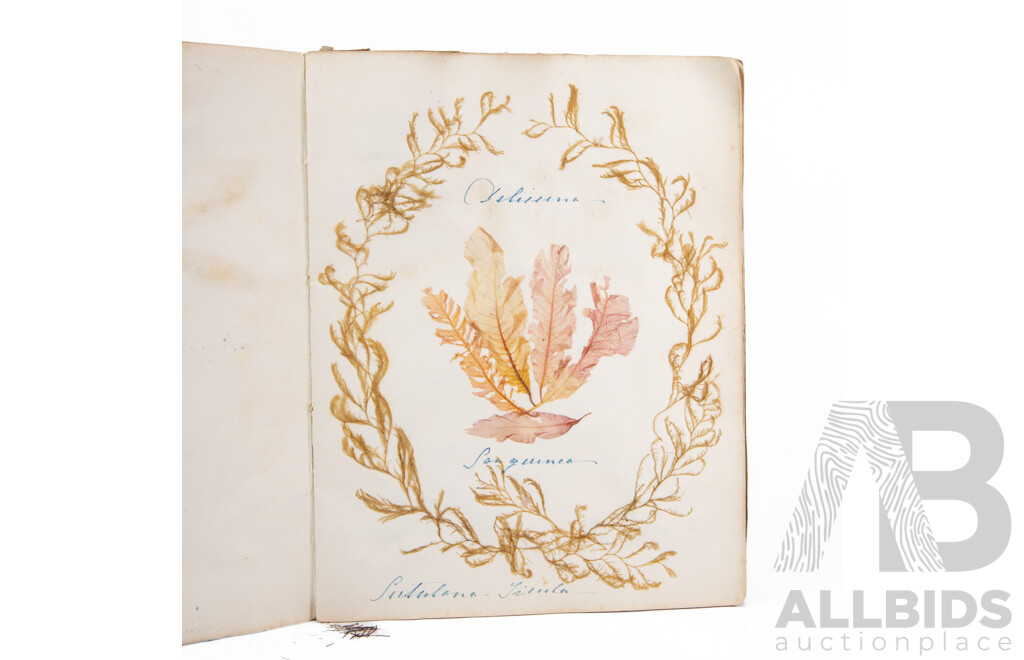 Hand-Collected Vintage Seaweed Collection Housed in a Hand-Made Paper Booklet, 27 X 22 Cm
