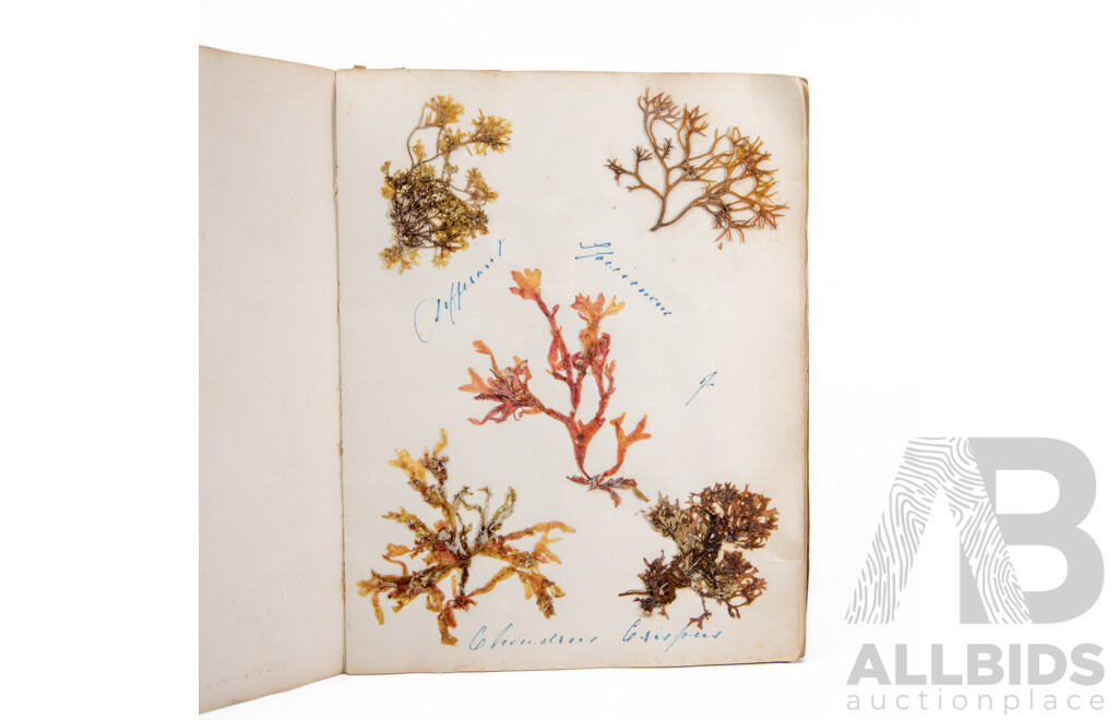 Hand-Collected Vintage Seaweed Collection Housed in a Hand-Made Paper Booklet, 27 X 22 Cm