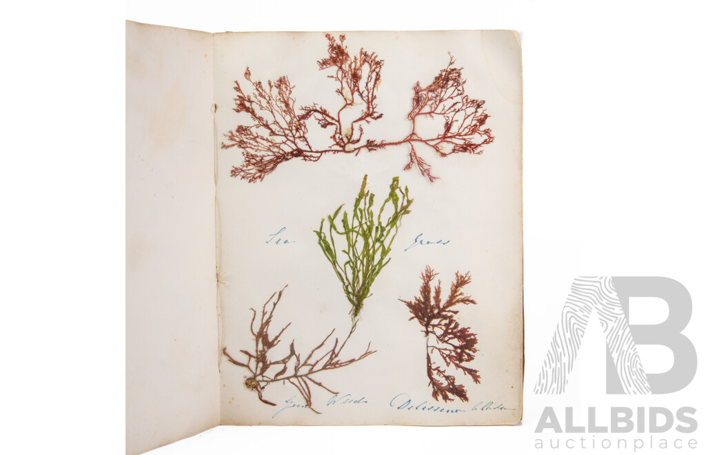 Hand-Collected Vintage Seaweed Collection Housed in a Hand-Made Paper Booklet, 27 X 22 Cm