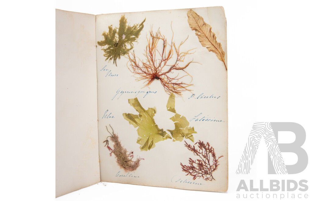Hand-Collected Vintage Seaweed Collection Housed in a Hand-Made Paper Booklet, 27 X 22 Cm