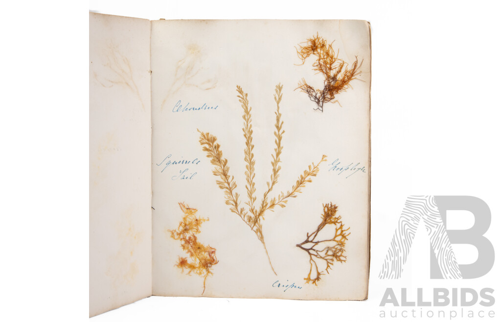 Hand-Collected Vintage Seaweed Collection Housed in a Hand-Made Paper Booklet, 27 X 22 Cm