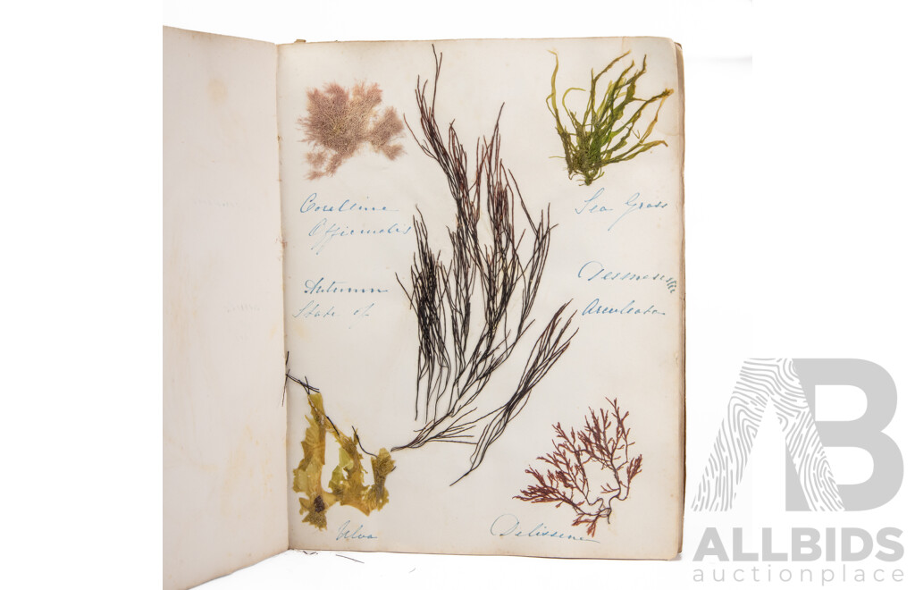 Hand-Collected Vintage Seaweed Collection Housed in a Hand-Made Paper Booklet, 27 X 22 Cm