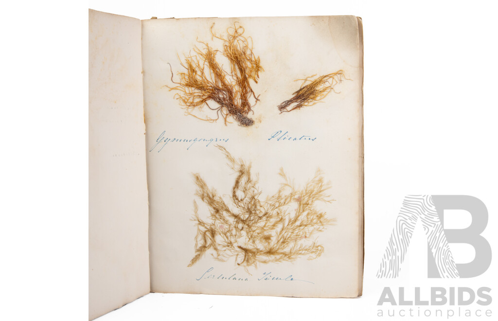 Hand-Collected Vintage Seaweed Collection Housed in a Hand-Made Paper Booklet, 27 X 22 Cm