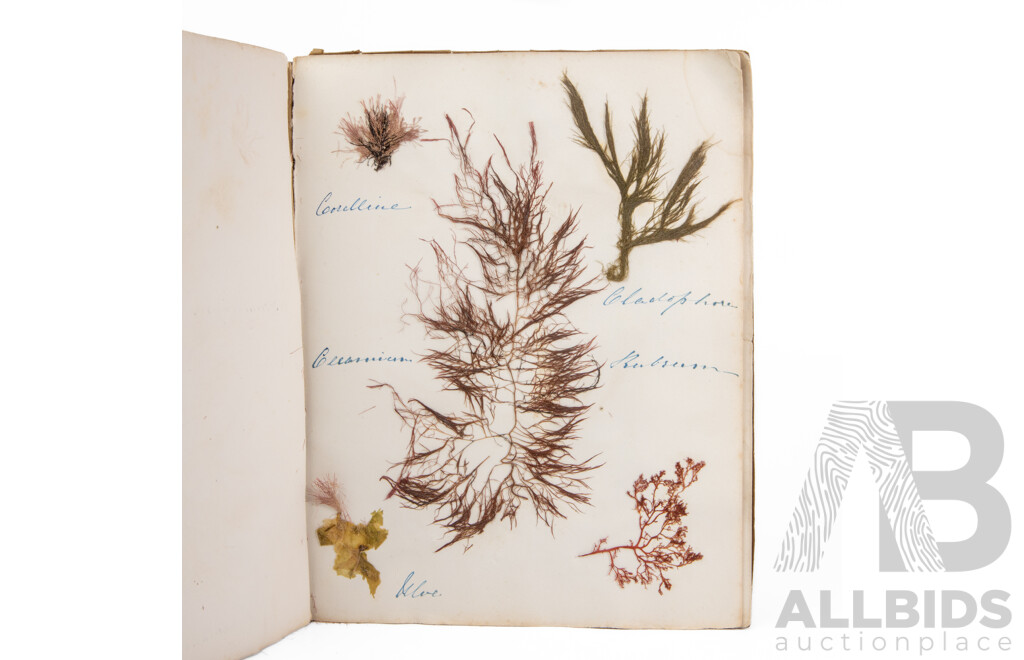 Hand-Collected Vintage Seaweed Collection Housed in a Hand-Made Paper Booklet, 27 X 22 Cm