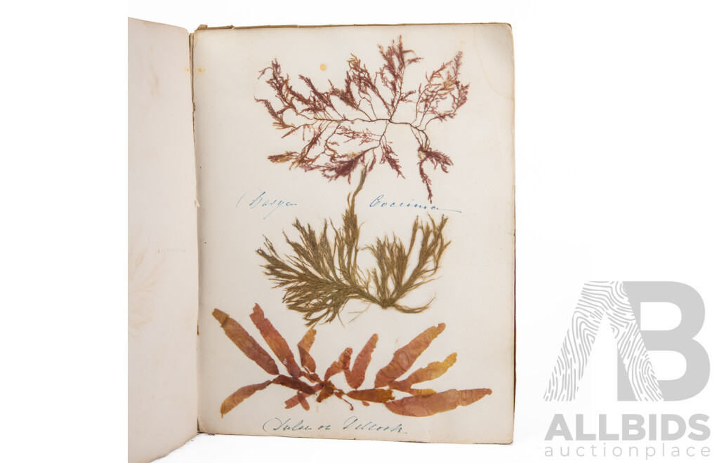 Hand-Collected Vintage Seaweed Collection Housed in a Hand-Made Paper Booklet, 27 X 22 Cm
