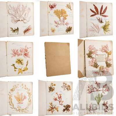 Hand-Collected Vintage Seaweed Collection Housed in a Hand-Made Paper Booklet, 27 X 22 Cm