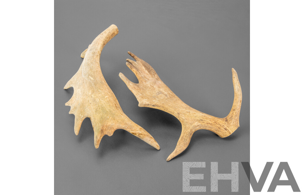 Pair of Antlers