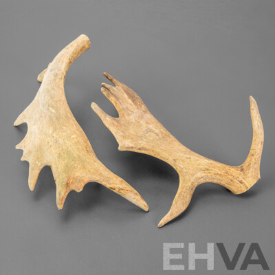 Pair of Antlers