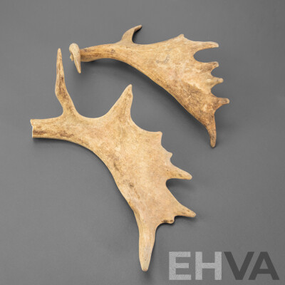 Pair of Antlers