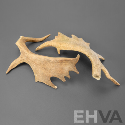 Pair of Antlers