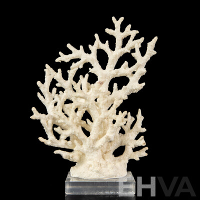 Mounted Piece of White Staghorn Coral Specimen