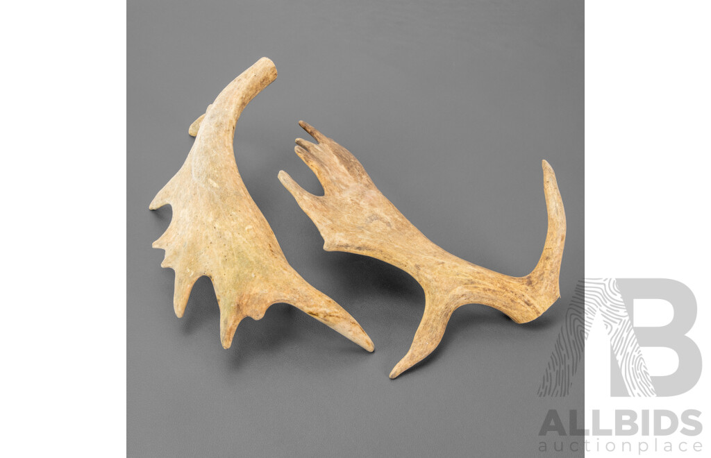 Pair of Antlers