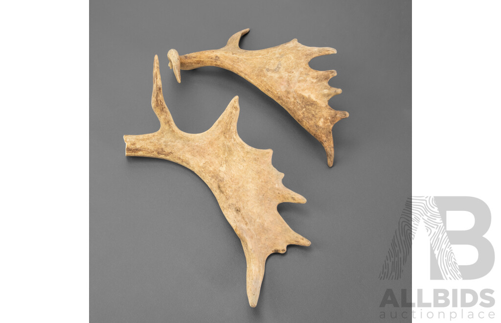 Pair of Antlers