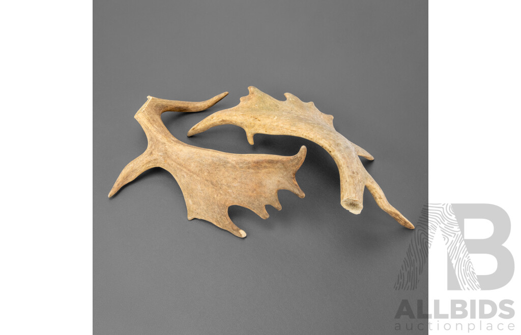 Pair of Antlers