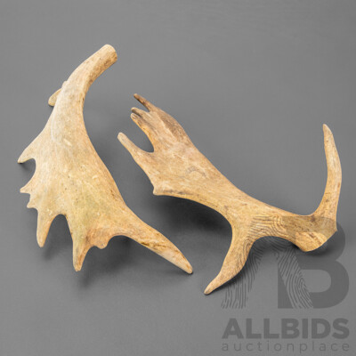 Pair of Antlers