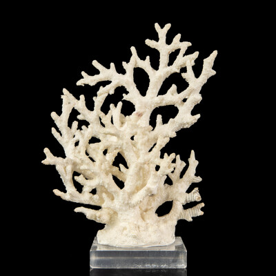 Mounted Piece of White Staghorn Coral Specimen