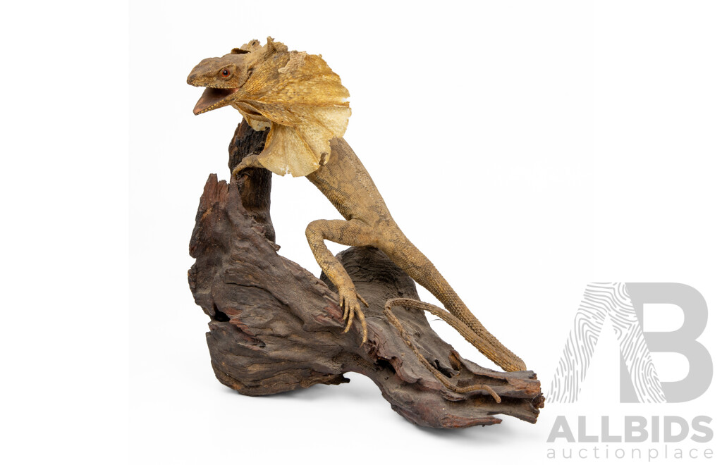 Small Vintage Taxidermy Frill Neck Lizard