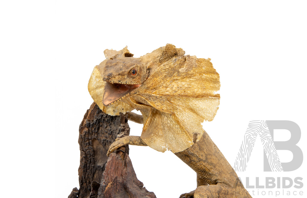 Small Vintage Taxidermy Frill Neck Lizard