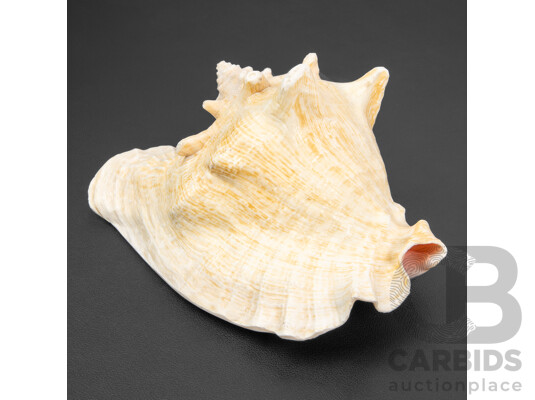 Large Pink Queen Conch Shell