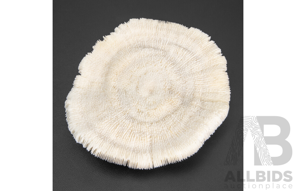 Rare Naturally Formed Large Mushroom Fungi Coral