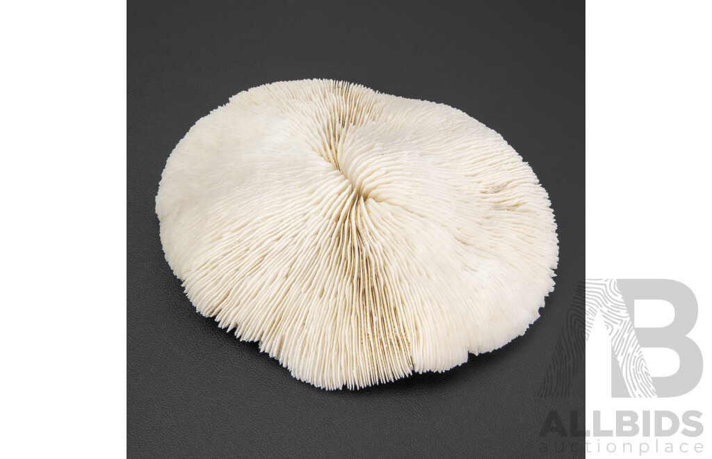 Rare Naturally Formed Large Mushroom Fungi Coral