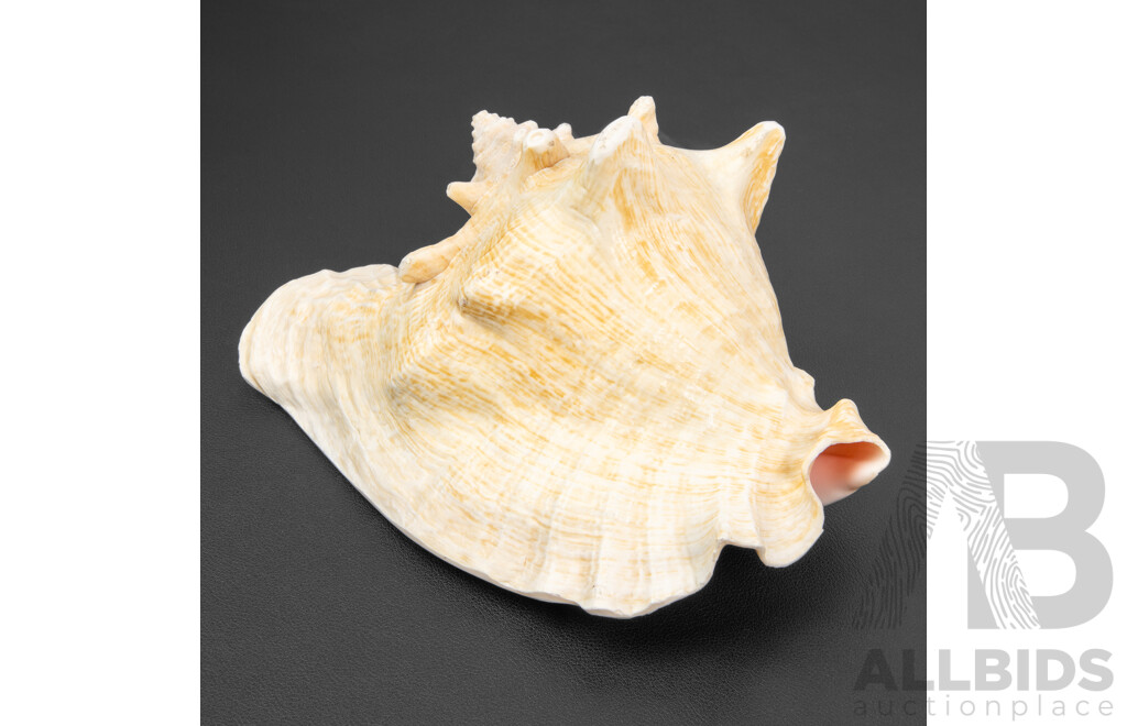 Large Pink Queen Conch Shell