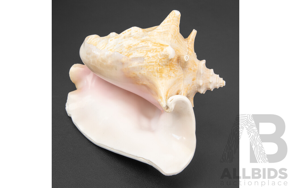 Large Pink Queen Conch Shell