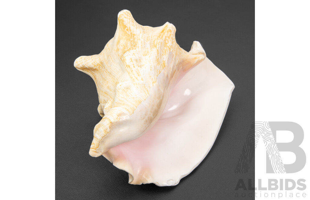 Large Pink Queen Conch Shell