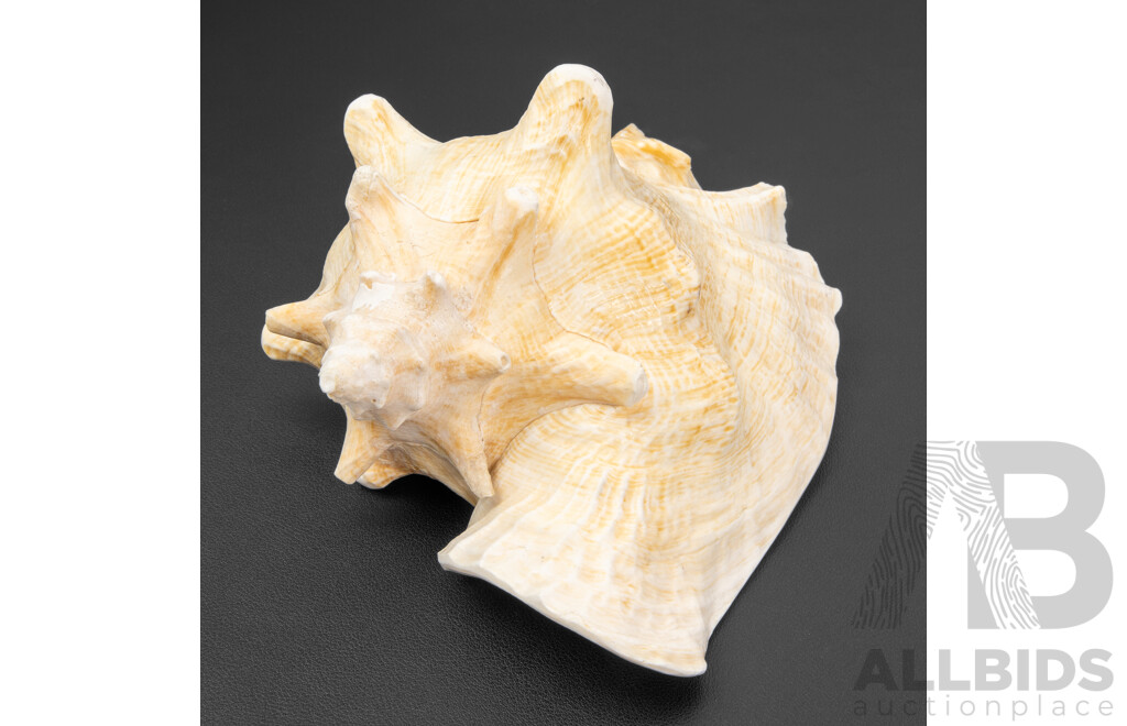 Large Pink Queen Conch Shell
