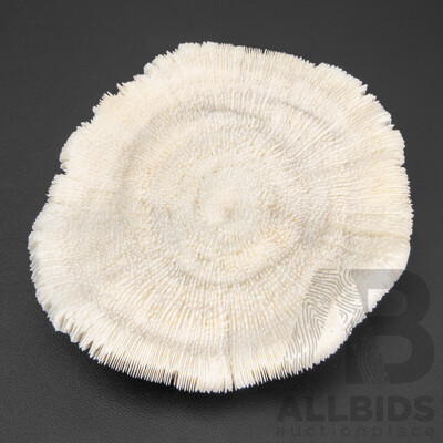 Rare Naturally Formed Large Mushroom Fungi Coral