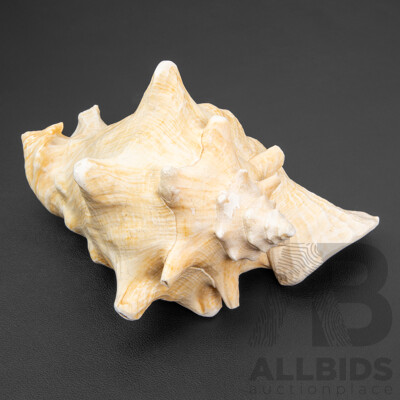 Large Pink Queen Conch Shell
