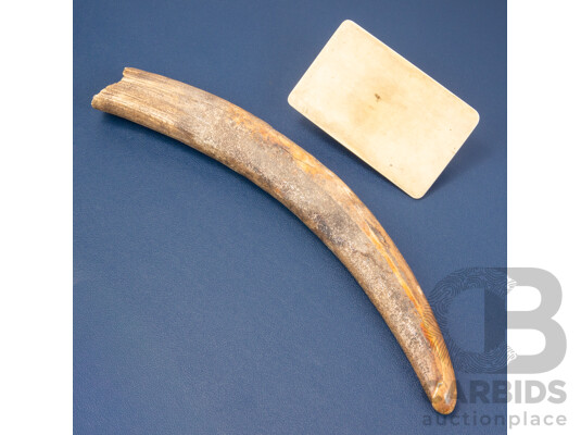 Vintage Walrus Tusk Together with a Mounted Tusk