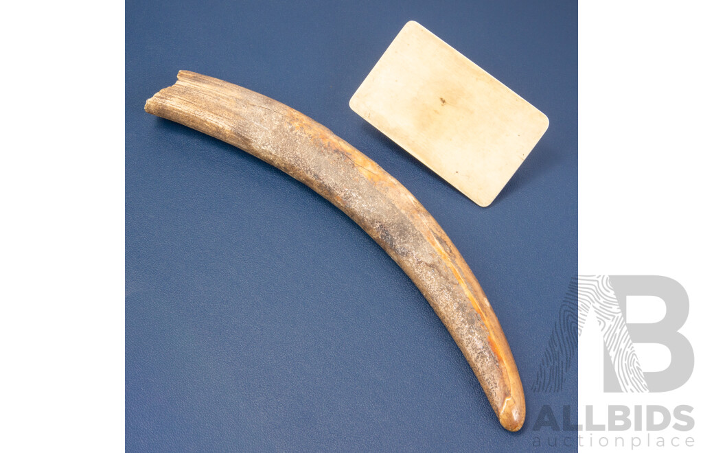 Vintage Walrus Tusk Together with a Mounted Tusk