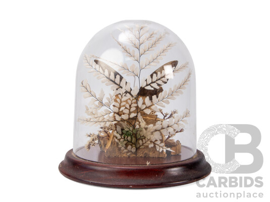 Vintage Taxidermy Display of a Blue Emperor Butterfly Under a Perspex Dome