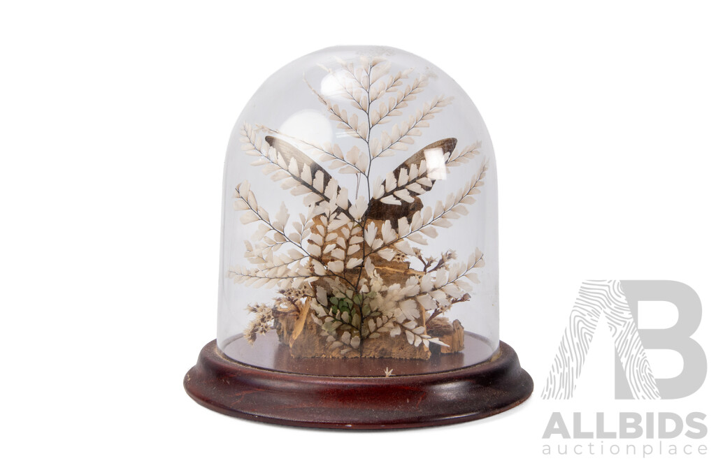 Vintage Taxidermy Display of a Blue Emperor Butterfly Under a Perspex Dome