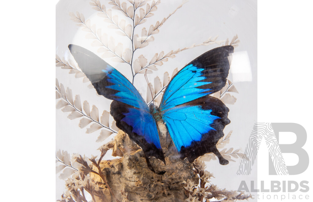 Vintage Taxidermy Display of a Blue Emperor Butterfly Under a Perspex Dome