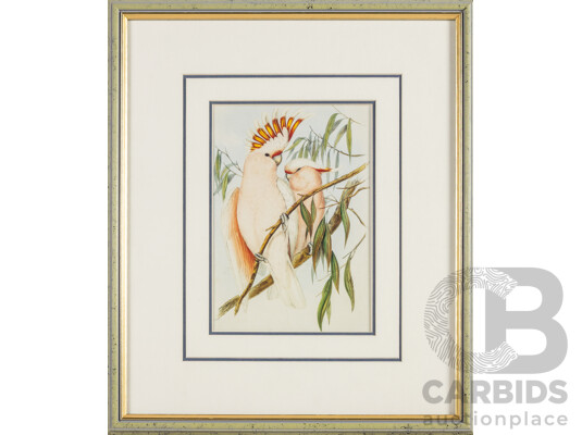 John Gould (19th Century, British, 1804-1881), Yellow-Bellied Parakeet [Green Rosella] & Leadbeater's [Pink] Cockatoos, Reproduction Prints After Originals, 42H x 36W cm (frames) (2)