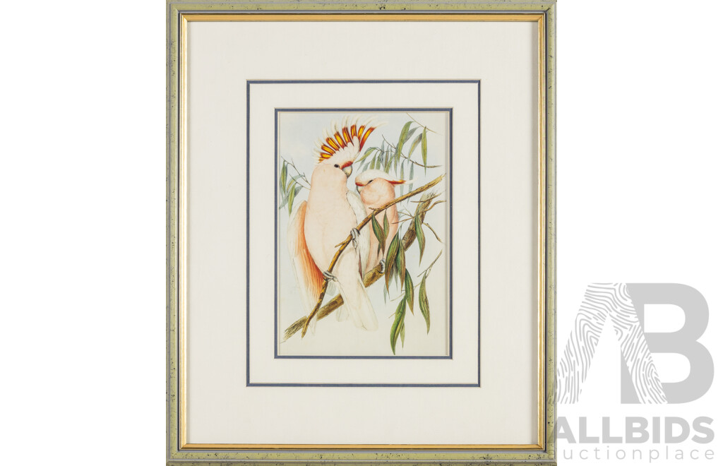 John Gould (19th Century, British, 1804-1881), Yellow-Bellied Parakeet [Green Rosella] & Leadbeater's [Pink] Cockatoos, Reproduction Prints After Originals, 42H x 36W cm (frames) (2)