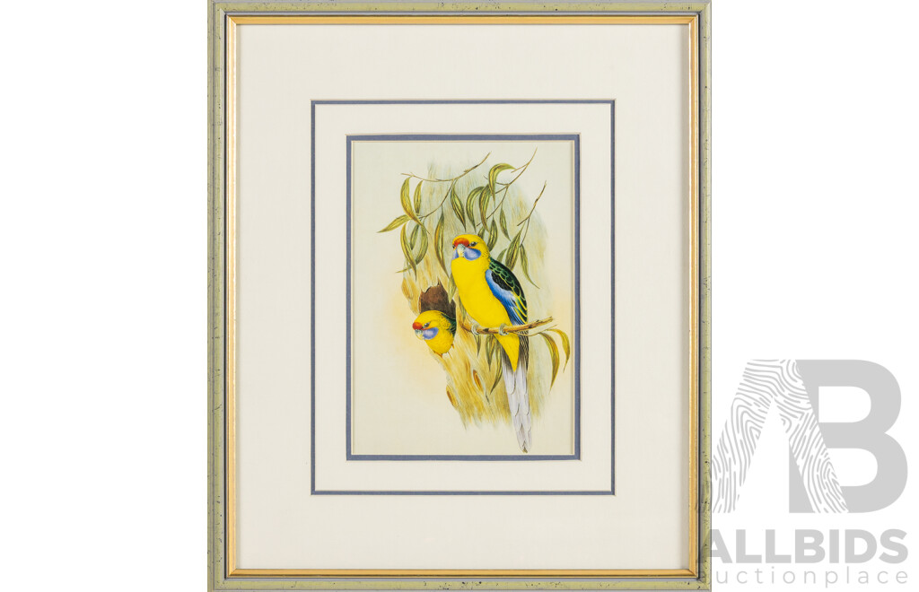 John Gould (19th Century, British, 1804-1881), Yellow-Bellied Parakeet [Green Rosella] & Leadbeater's [Pink] Cockatoos, Reproduction Prints After Originals, 42H x 36W cm (frames) (2)