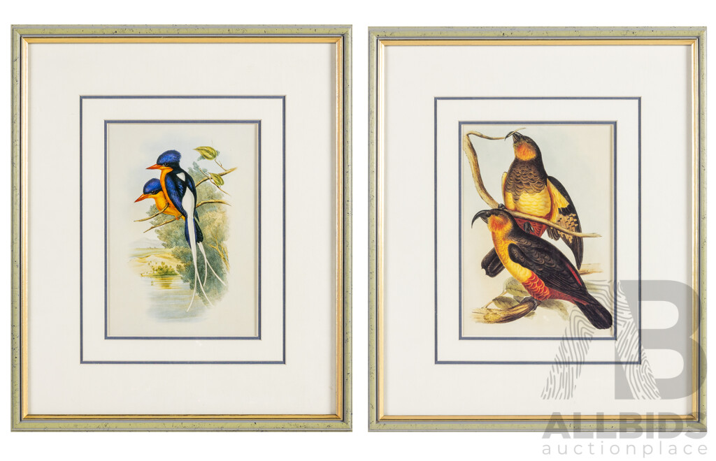 John Gould (19th Century, British, 1804-1881), White-tailed Tanysiptera [Buff-Breasted Paradise Kingfisher] & Norfolk Island Kaka, Reproduction Prints After Originals, 42H x 36W cm (frames) (2)