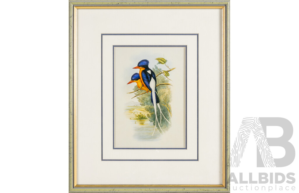 John Gould (19th Century, British, 1804-1881), White-tailed Tanysiptera [Buff-Breasted Paradise Kingfisher] & Norfolk Island Kaka, Reproduction Prints After Originals, 42H x 36W cm (frames) (2)