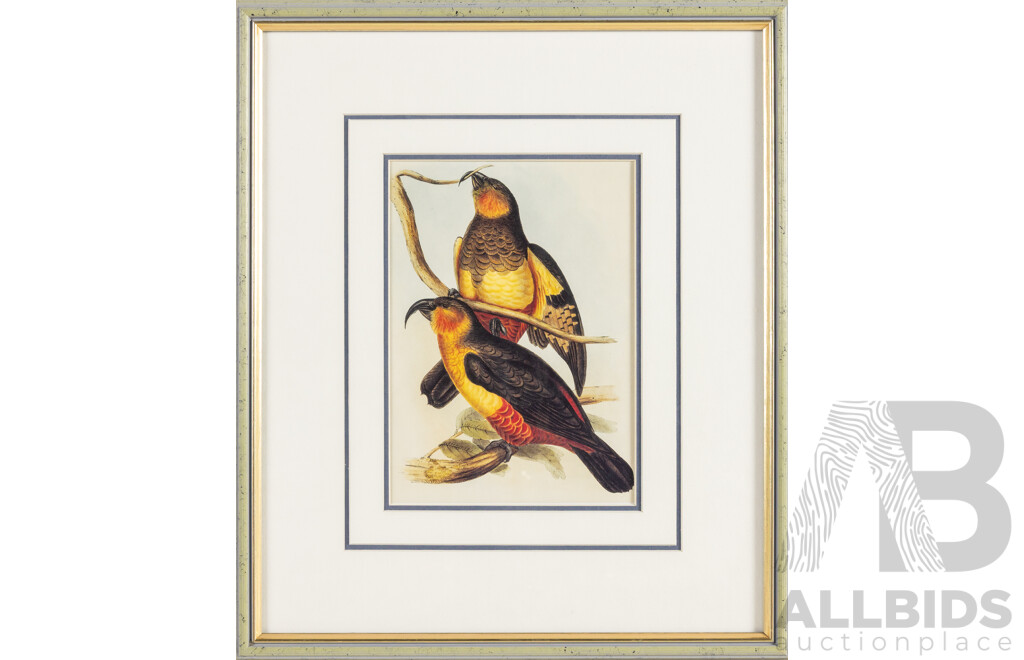 John Gould (19th Century, British, 1804-1881), White-tailed Tanysiptera [Buff-Breasted Paradise Kingfisher] & Norfolk Island Kaka, Reproduction Prints After Originals, 42H x 36W cm (frames) (2)