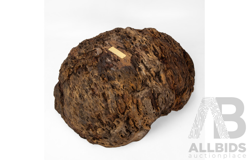 Large Naturally Formed Carved Bur Bowl