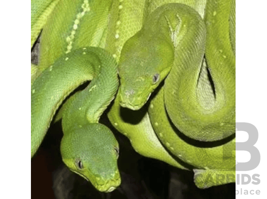 Family Pass to the Canberra Reptile Zoo
