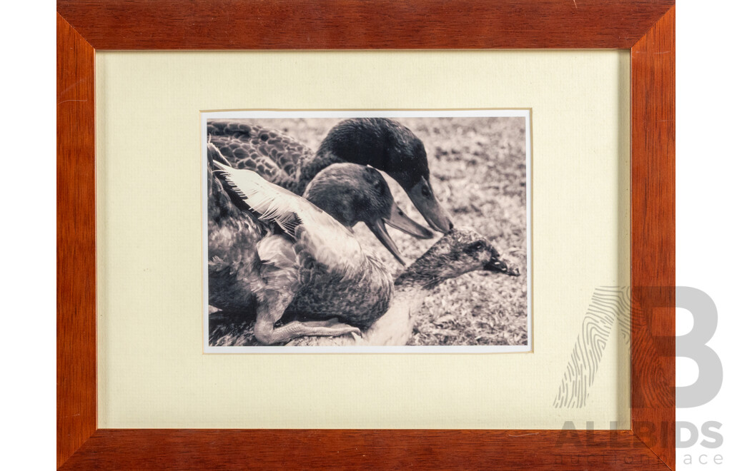 Artist Unknown (20th Century), Well F* a Duck, Original Black and White Photograph, 27H x 36W cm (frame)