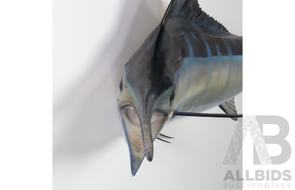 Large Wall Mount Taxidermy Marlin